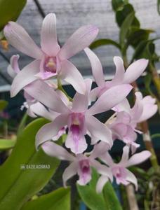 Dendrobium Chanel