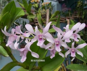 Dendrobium Chanel