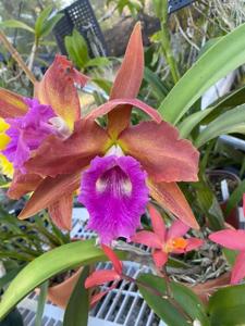 Rhyncholaeliocattleya Arabesque-tenebrosa