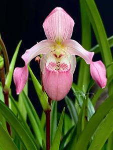 Phragmipedium Carol Kanzer