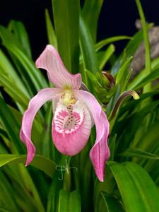 Phragmipedium Carol Kanzer