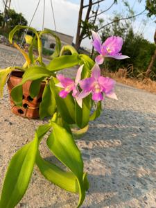 Caulocattleya Newberry Pink Splash