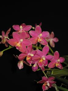 Phalaenopsis Caribbean Sunset