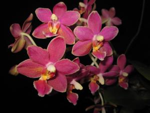 Phalaenopsis Caribbean Sunset