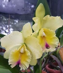 Rhyncholaeliocattleya Taiwan Golden Girl