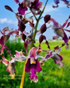 Dendrobium Frederick Chiluba