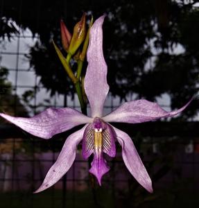 Caulocattleya bicornutum-Bob Betts