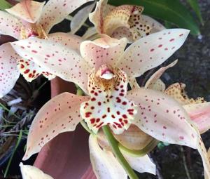 Cymbidium Early King