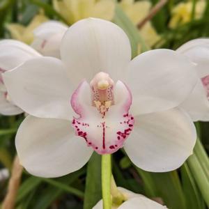 Cymbidium Geneva H. Thornton