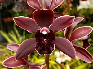 Cymbidium Cali Night