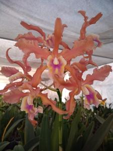 Laeliocattleya Manuel Moran