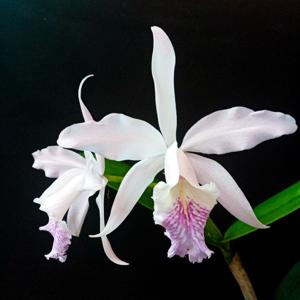 Cattleya Dominiana (1899)