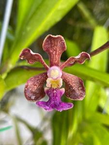 Vanda Motes Banshee