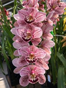 Cymbidium Mini-Me