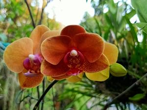 Phalaenopsis Surf Song