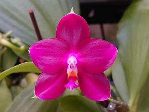 Phalaenopsis Zheng Min Grizzly