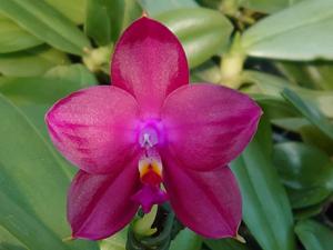 Phalaenopsis Zheng Min Grizzly