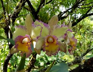 Rhyncholaeliocattleya Beverly Blietz