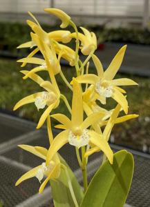 Dendrobium Golden Vista-speciosum