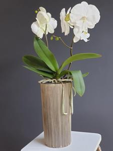 Phalaenopsis Yu Pin Easter Island