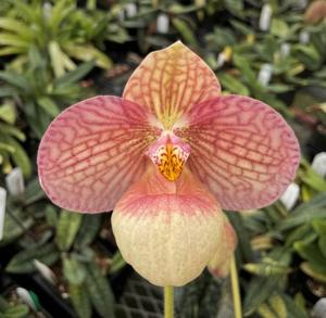 Paphiopedilum Lola Bird