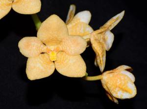 Sarcochilus Kulnura Yowie