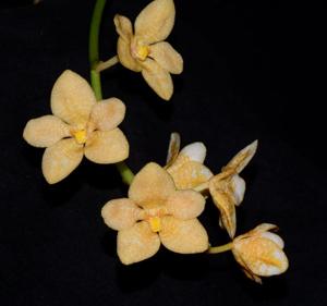 Sarcochilus Kulnura Yowie