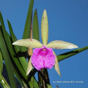 Brassocattleya Kosh Wallis