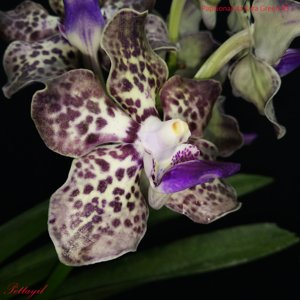 Papilionanda Kyra Green