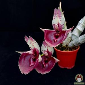 Catasetum Jeferson C. Lucas