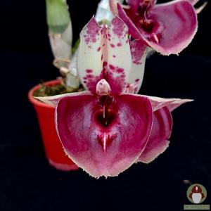 Catasetum Jeferson C. Lucas