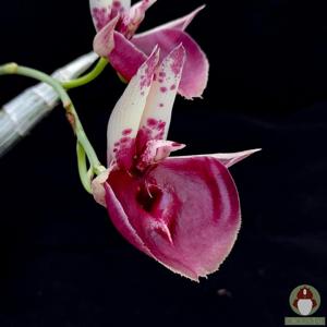Catasetum Jeferson C. Lucas