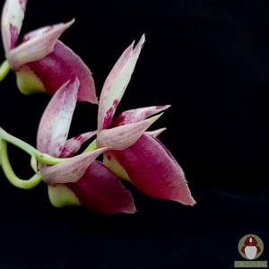 Catasetum Jeferson C. Lucas