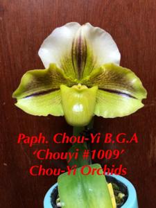 Paphiopedilum Chou-Yi BGA