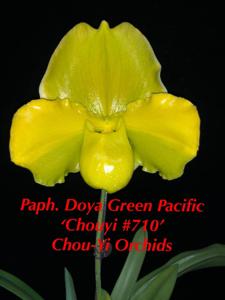 Paphiopedilum Doya Green Pacific