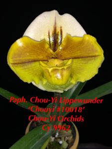 Paphiopedilum Chou-Yi Lippewunder