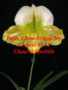 <i>Paphiopedilum</i> Chou-Yi App Joy