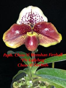 Paphiopedilum Chou-Yi Wenshan Fireball