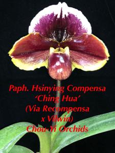 Paphiopedilum Hsinying Compensa