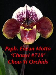 Paphiopedilum Enzan Motto