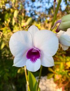 Dendrobium Asternova Snow Drop