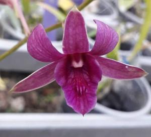 Dendrobium Memoria Sutrisno Adiwidjojo