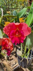 Rhyncholaeliocattleya Duh's Fantasy