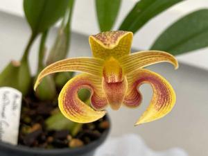 Bulbophyllum Wilmar Galaxy Star