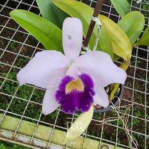 Cattleya Cornelia (1893)