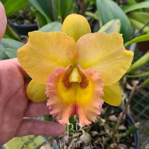 Rhyncholaeliocattleya His Light