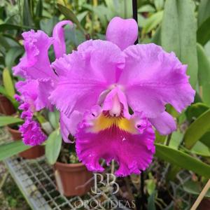 Rhyncholaeliocattleya Horace-Sweet Anniversary