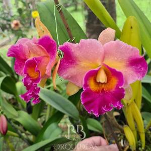 Rhyncholaeliocattleya Lygia Fagundes Telles