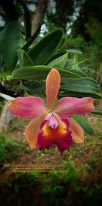 Rhyncholaeliocattleya Cecilia Chavarria