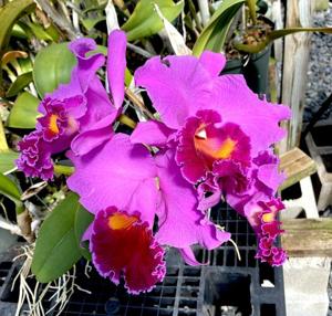 Rhyncholaeliocattleya Memoria Grant Eichler